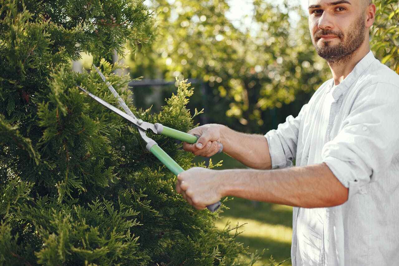 Best Tree Branch Trimming  in Anaconda, MT